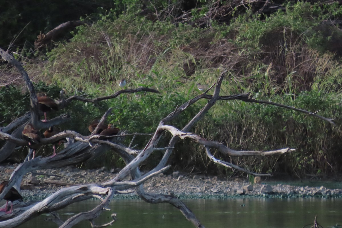 アメリカイソシギ - ML647800969