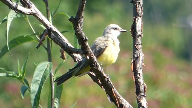 Western Kingbird - ML647800973