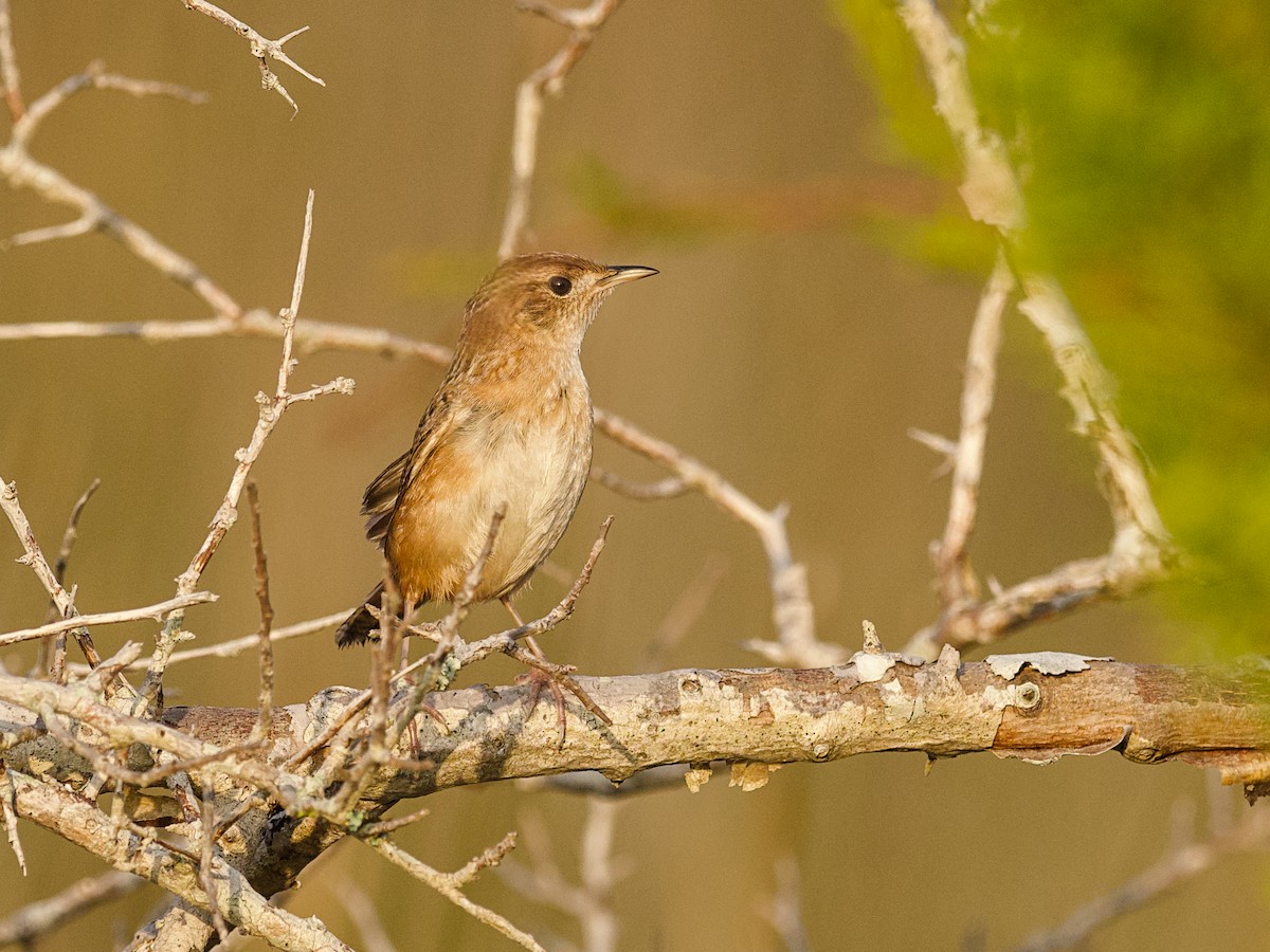 Sedge Wren - ML647800980
