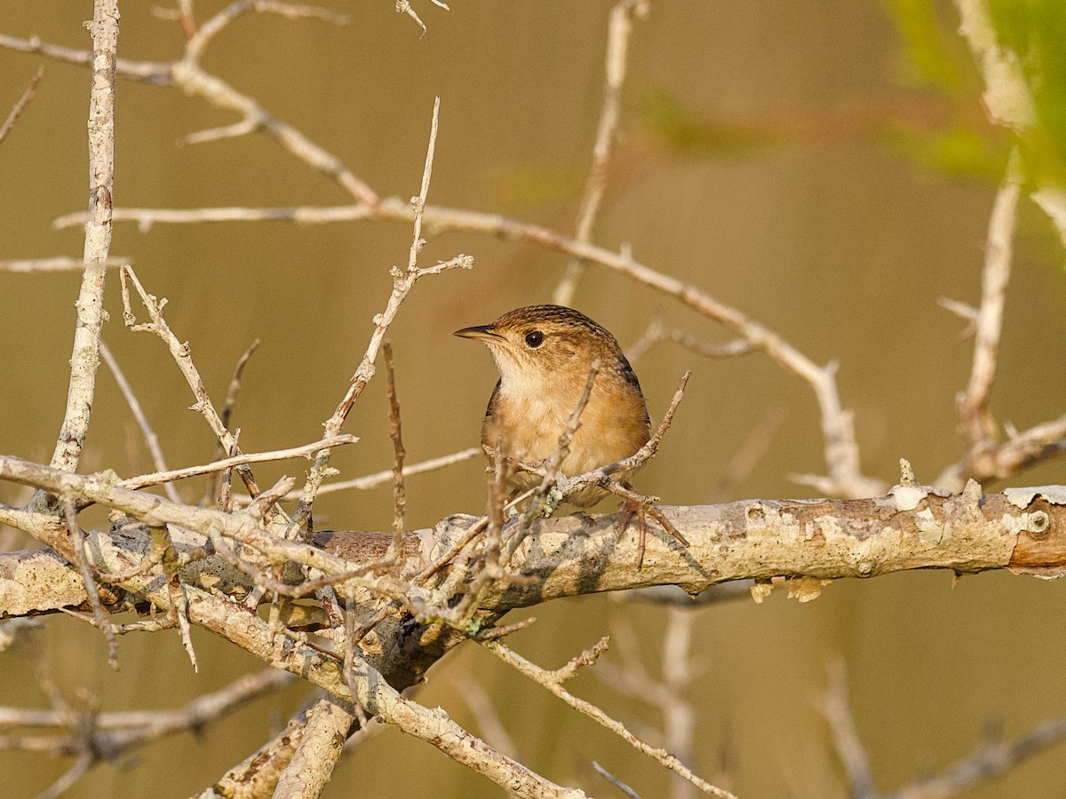 Sedge Wren - ML647800981
