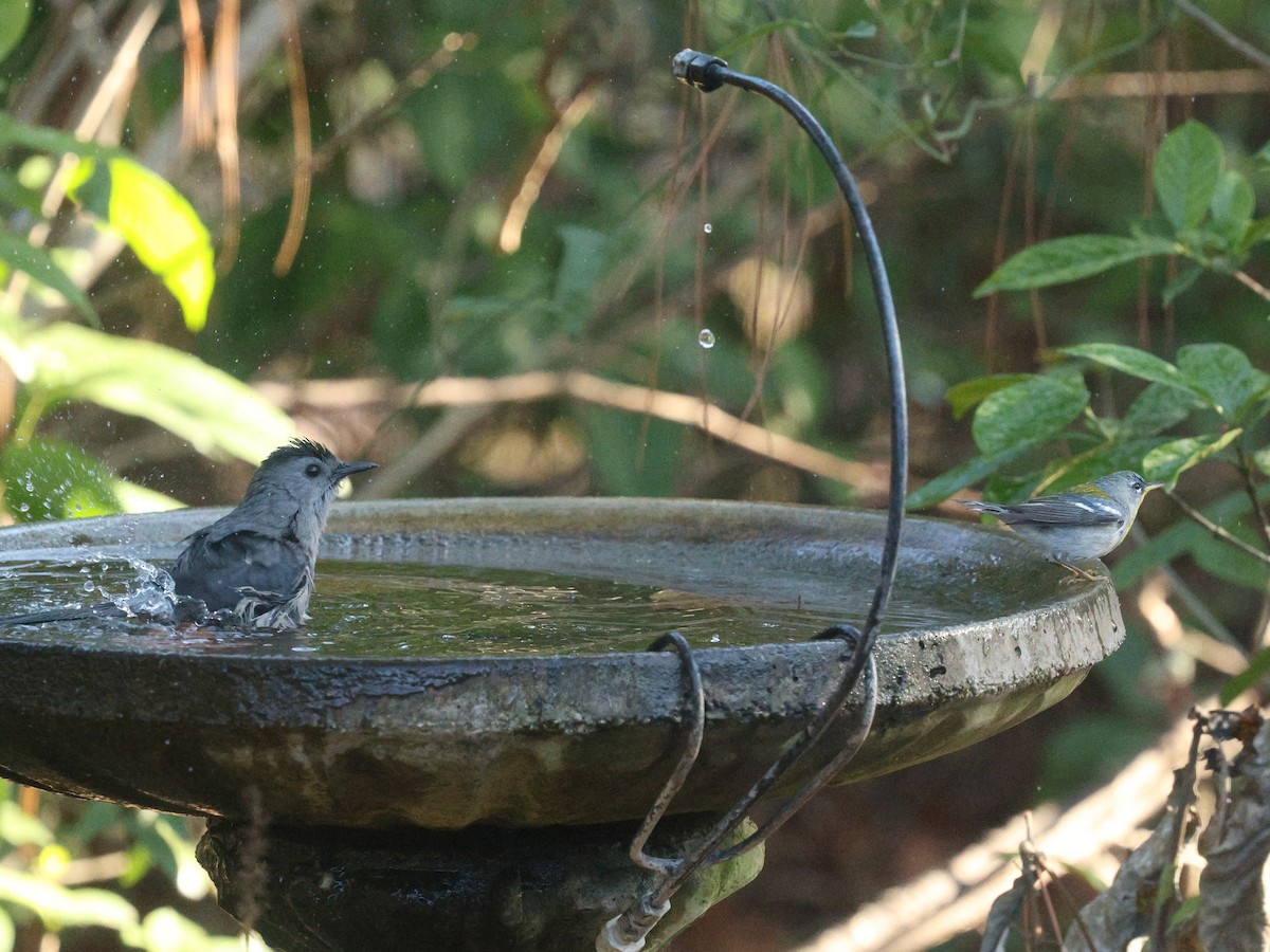 Northern Parula - ML647800991