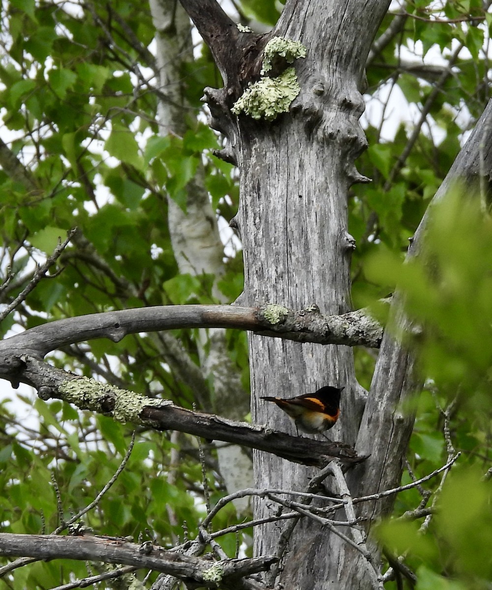 סבכון חכלילי - ML647800995