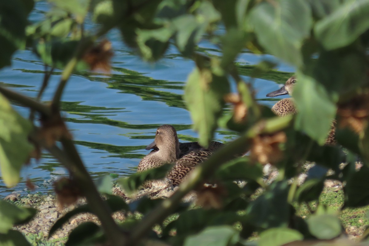 Blue-winged Teal - ML647801001
