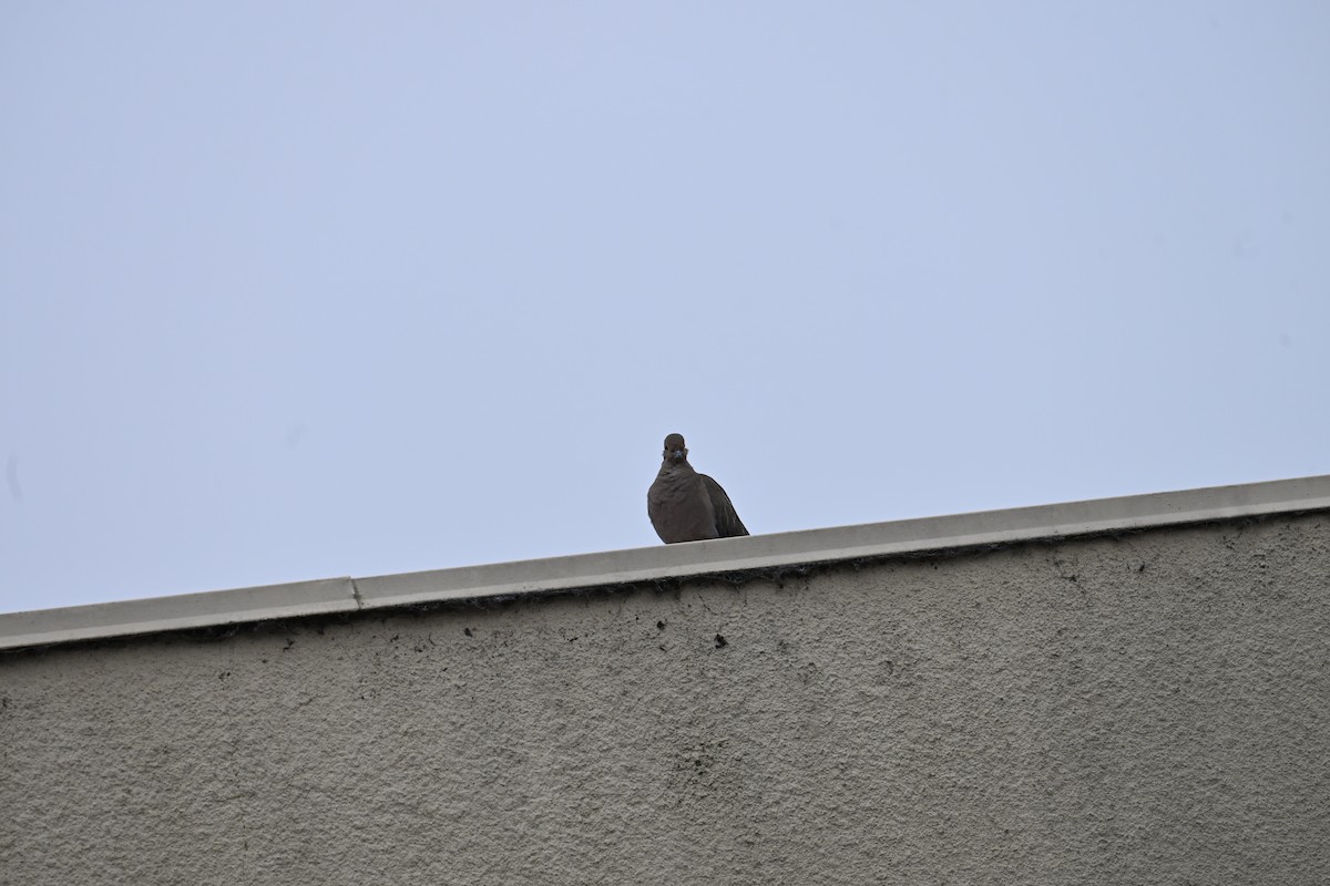 Zenaida Huilota - ML647801004