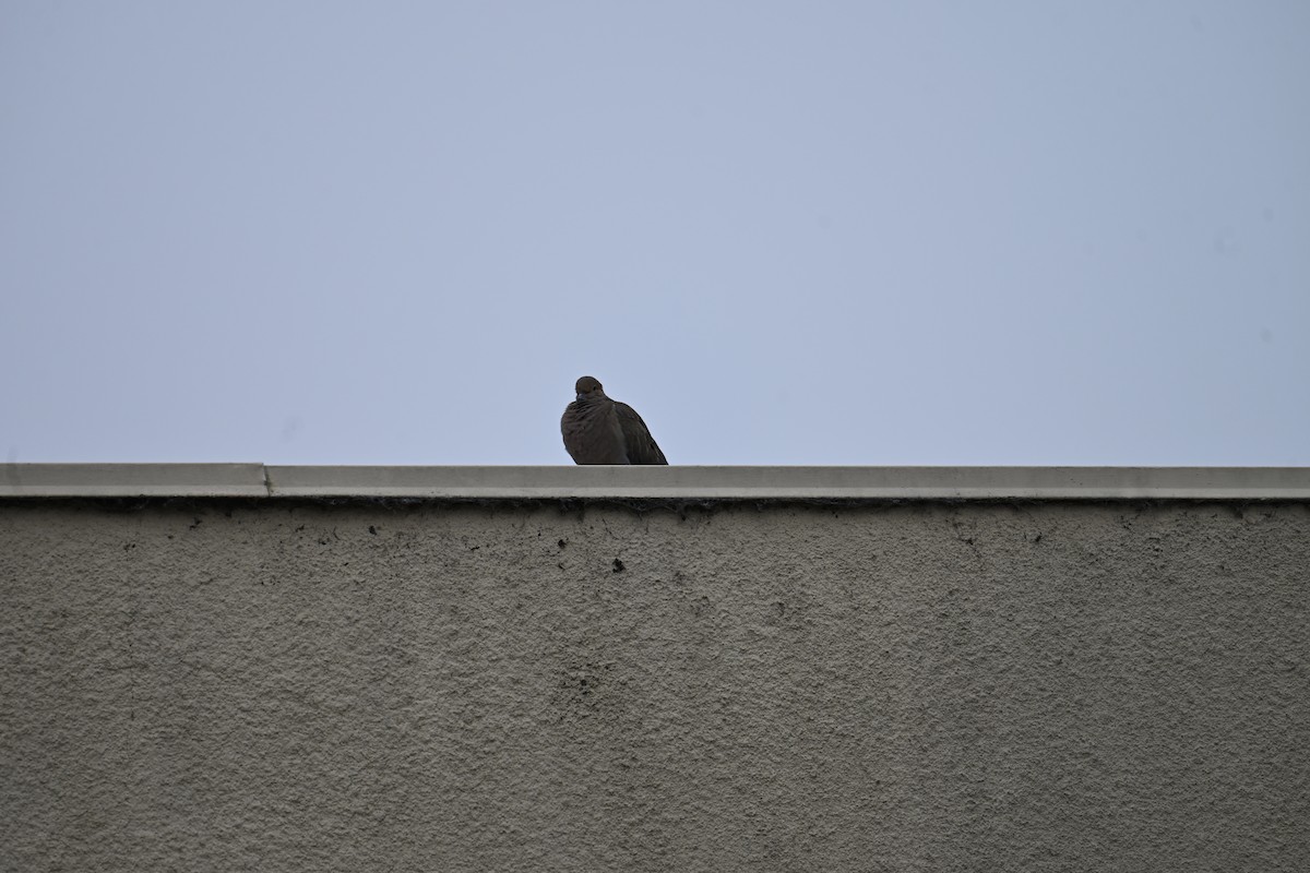 Zenaida Huilota - ML647801005