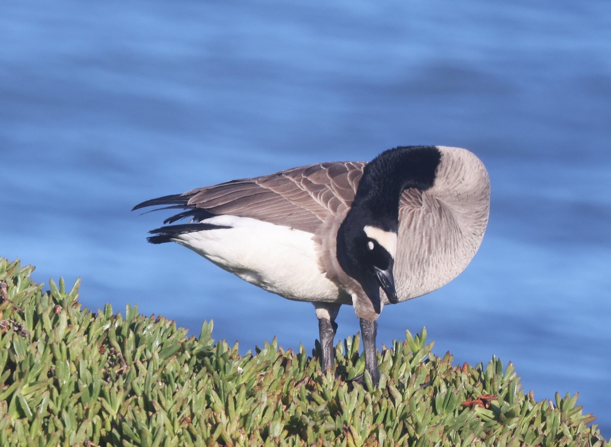 Canada Goose - ML647801037