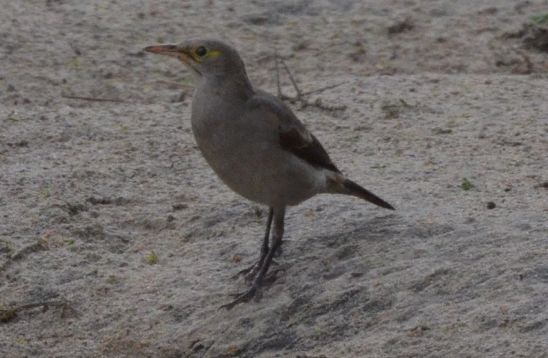 Wattled Starling - ML647801038