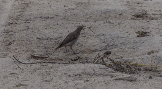 Wattled Starling - ML647801043