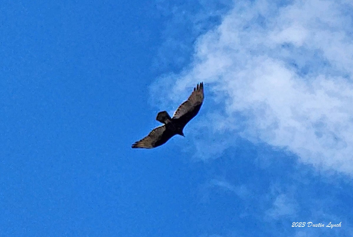 Turkey Vulture - ML647801062