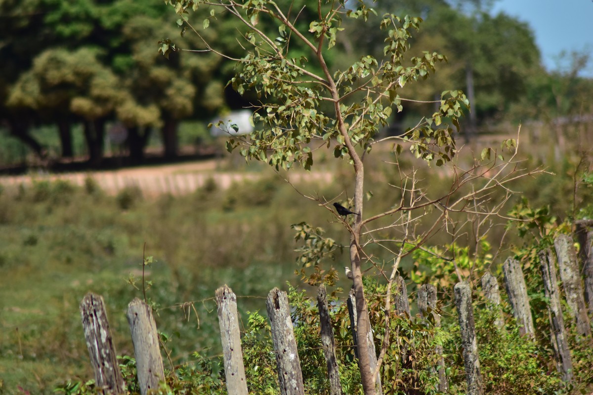 Variable Oriole - ML647801069