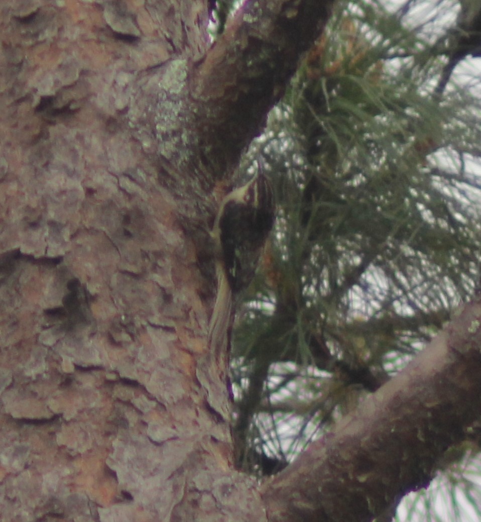 Grimpereau brun - ML647801079