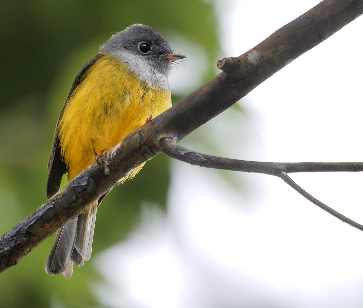 Сероголовая комароловка - ML647801089