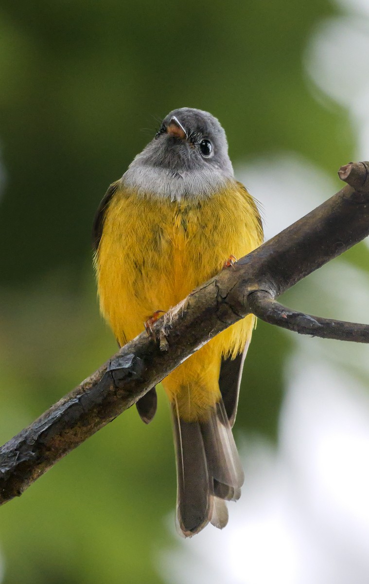 Сероголовая комароловка - ML647801090