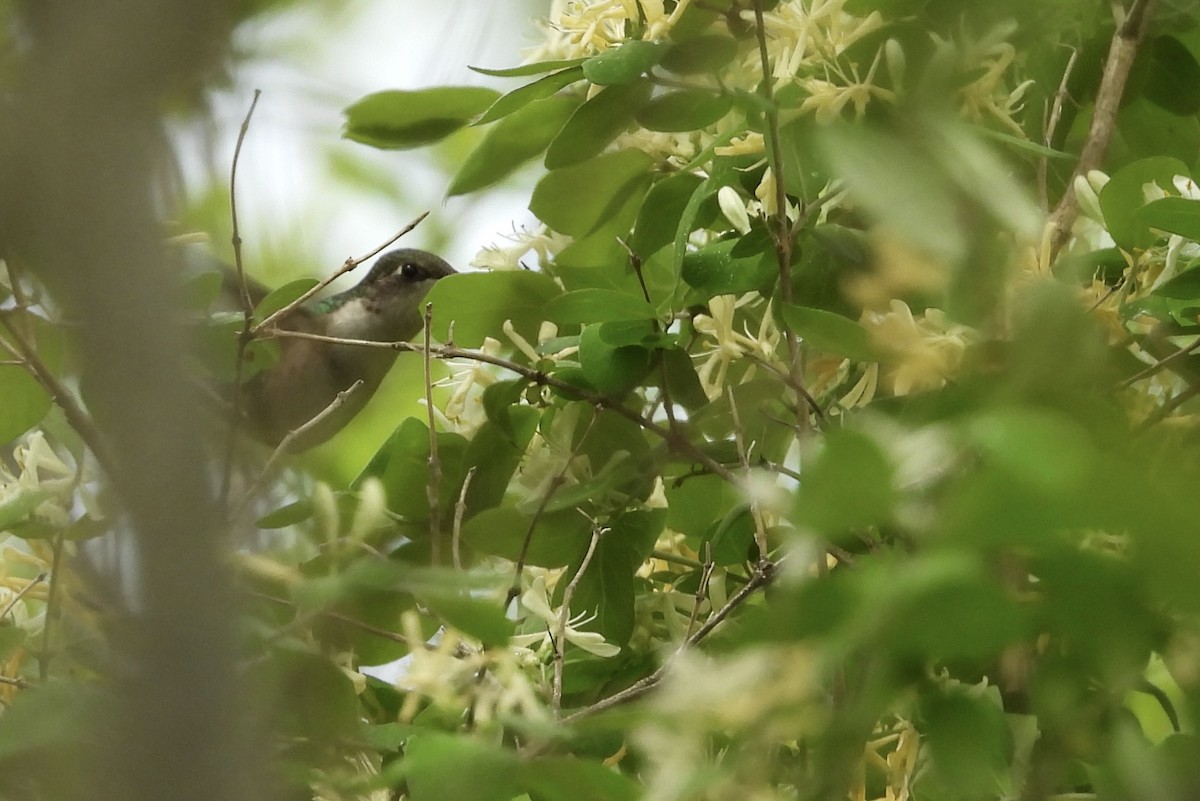 Ruby-throated Hummingbird - ML647801093