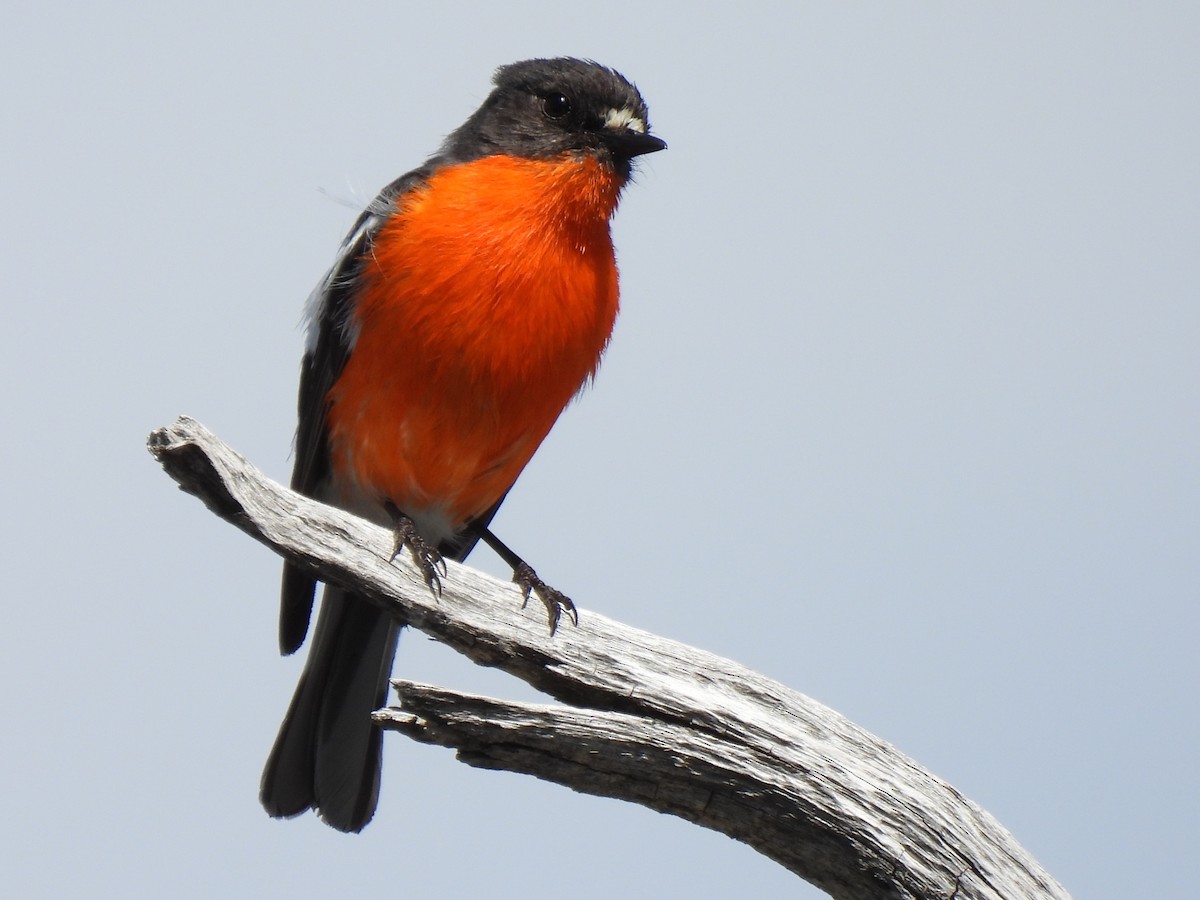 Miro embrasé - ML647801094