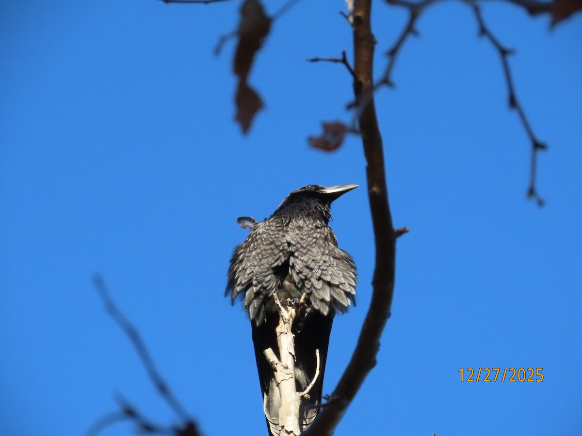 עורב שחור - ML647801100