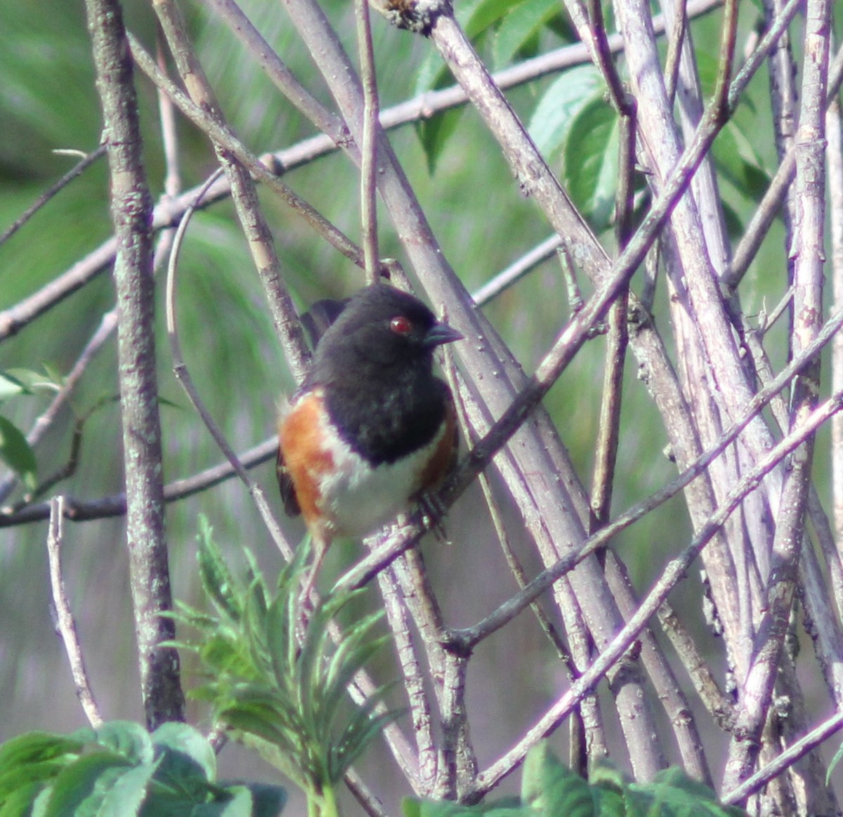 Tohi tacheté - ML647801102