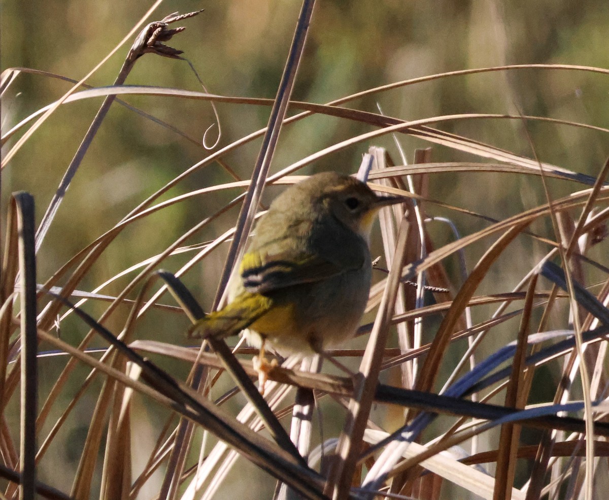 Common Yellowthroat - ML647801103