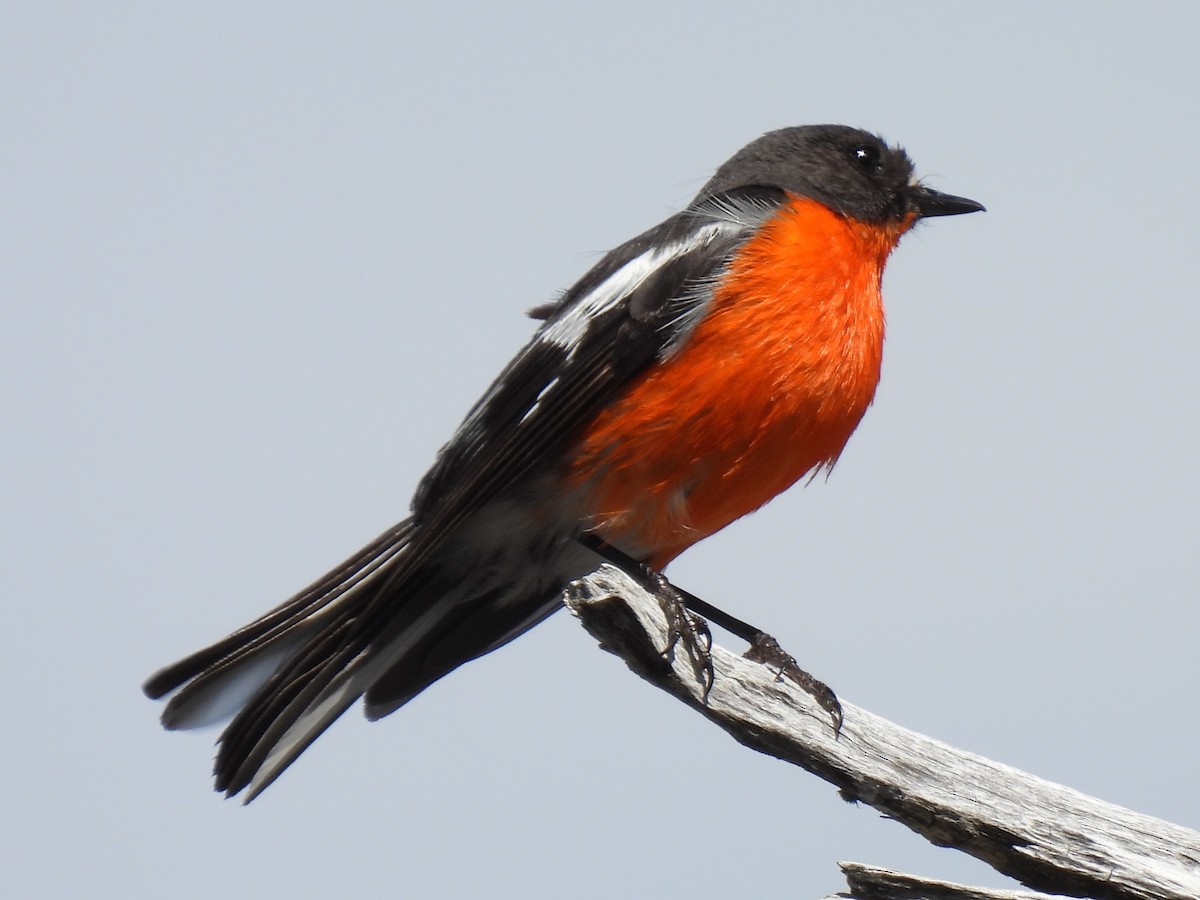 Miro embrasé - ML647801104