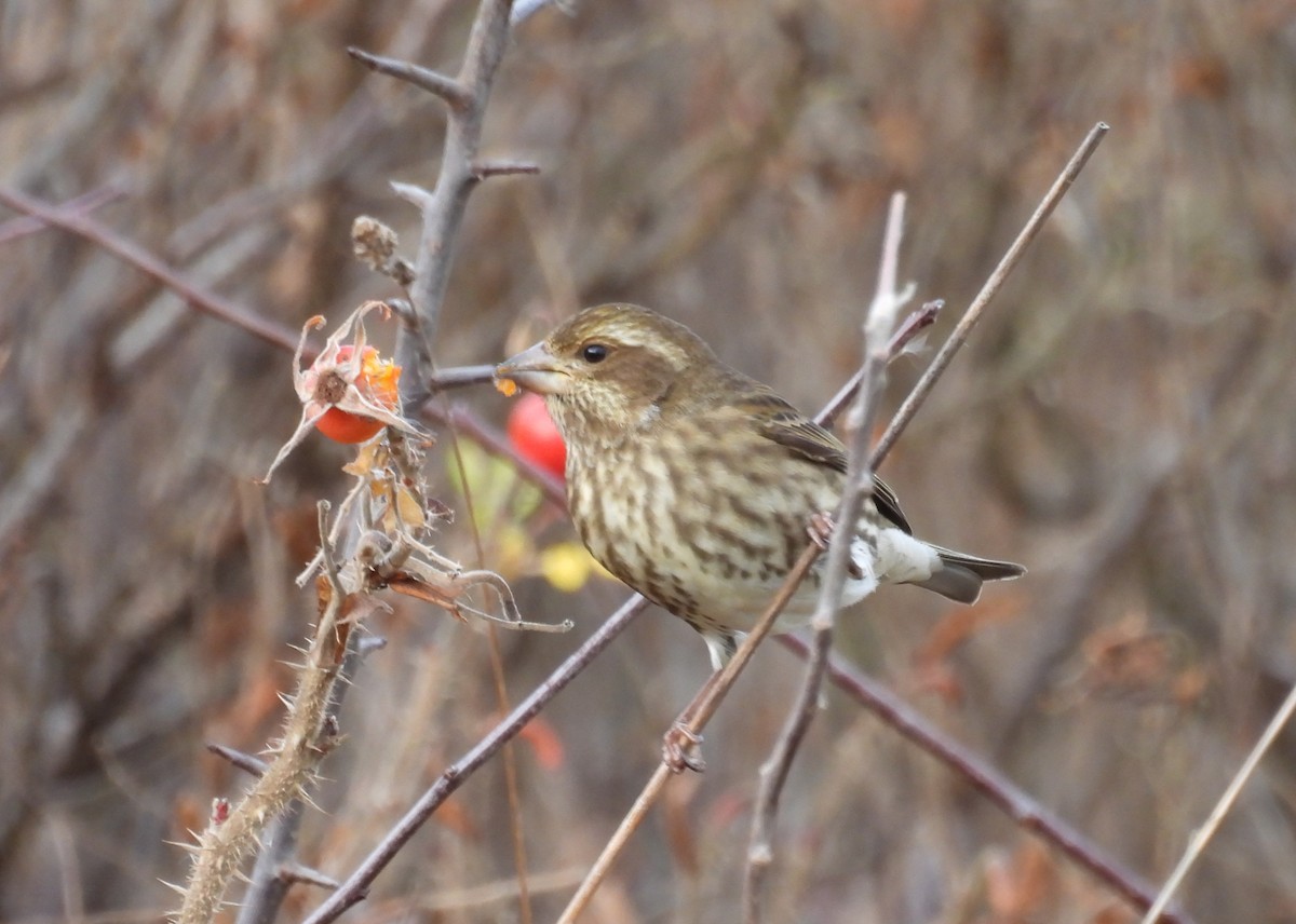 Purple Finch - ML647801109