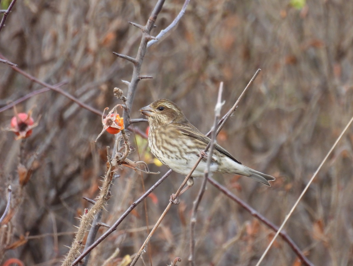 Purple Finch - ML647801110