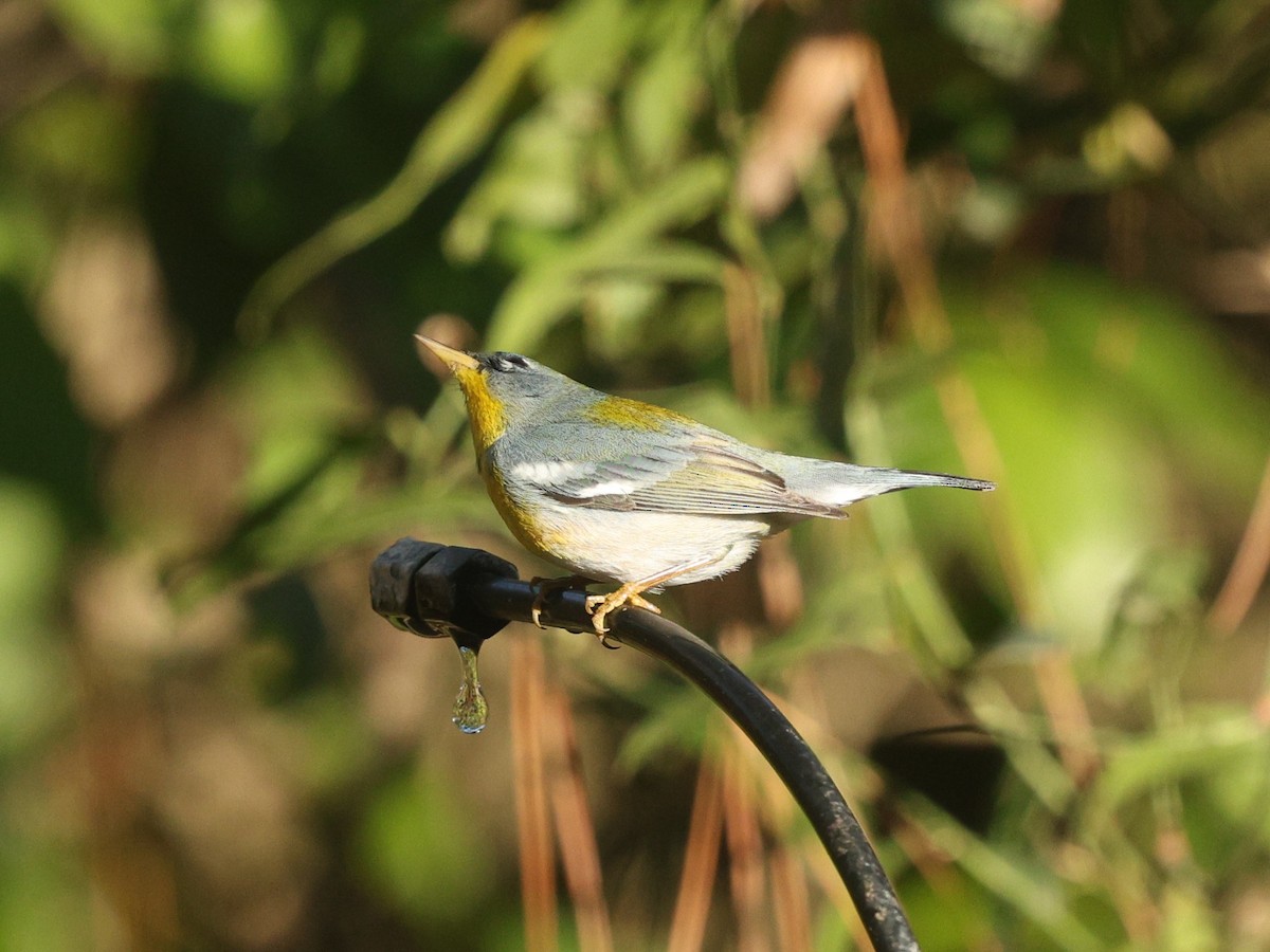 Northern Parula - ML647801115