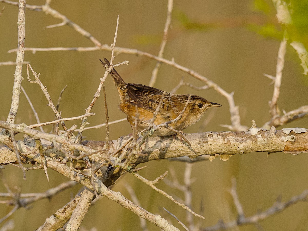 Sedge Wren - ML647801128