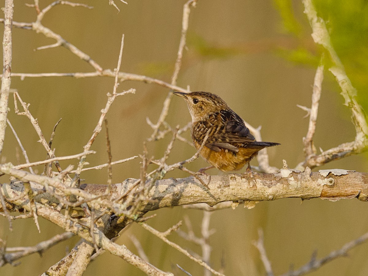 Sedge Wren - ML647801129