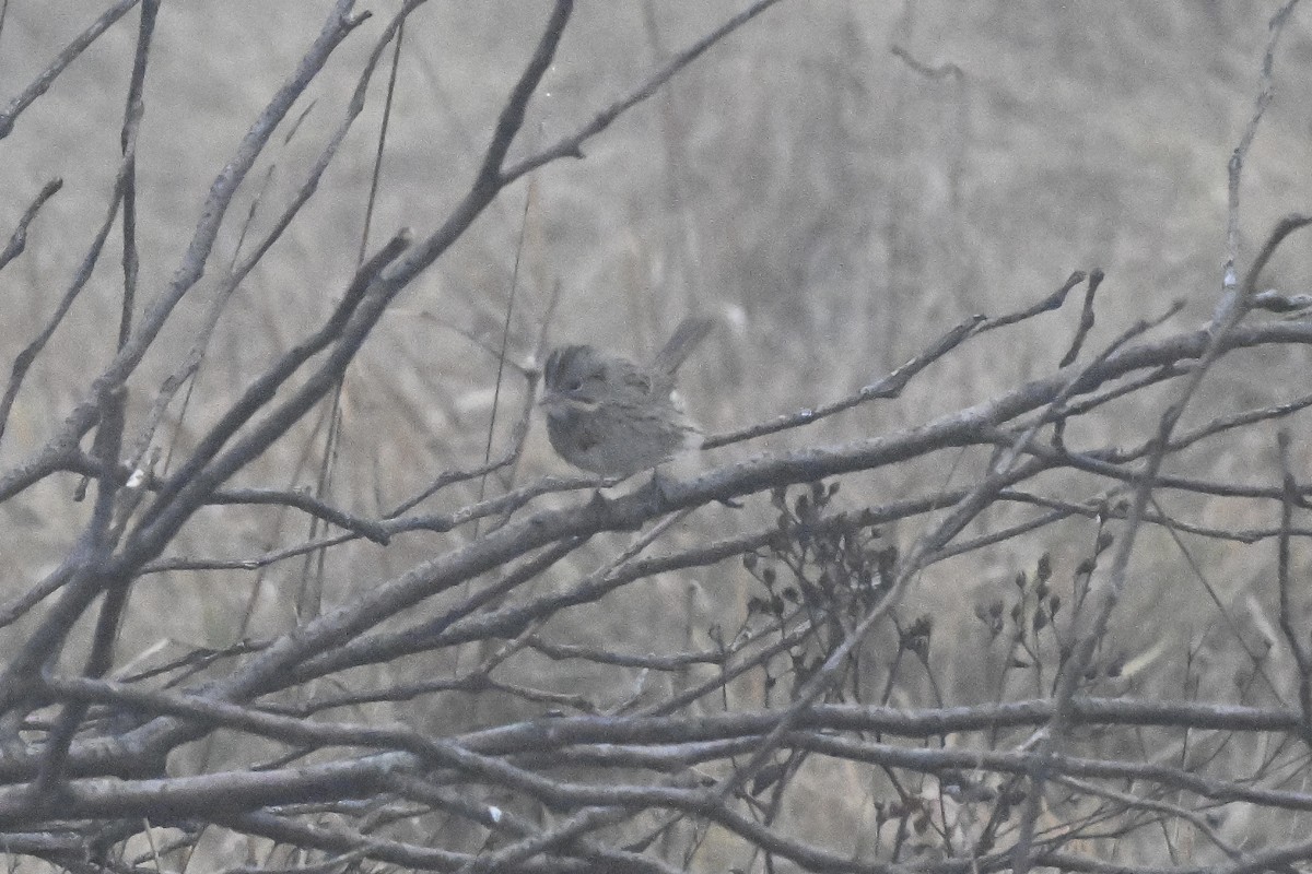 strnadec pruhohlavý - ML647801131