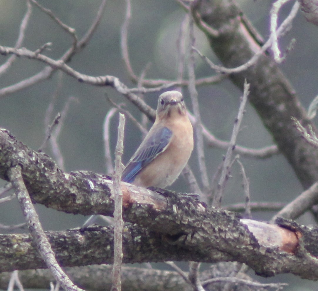 Merlebleu de l'Est - ML647801176