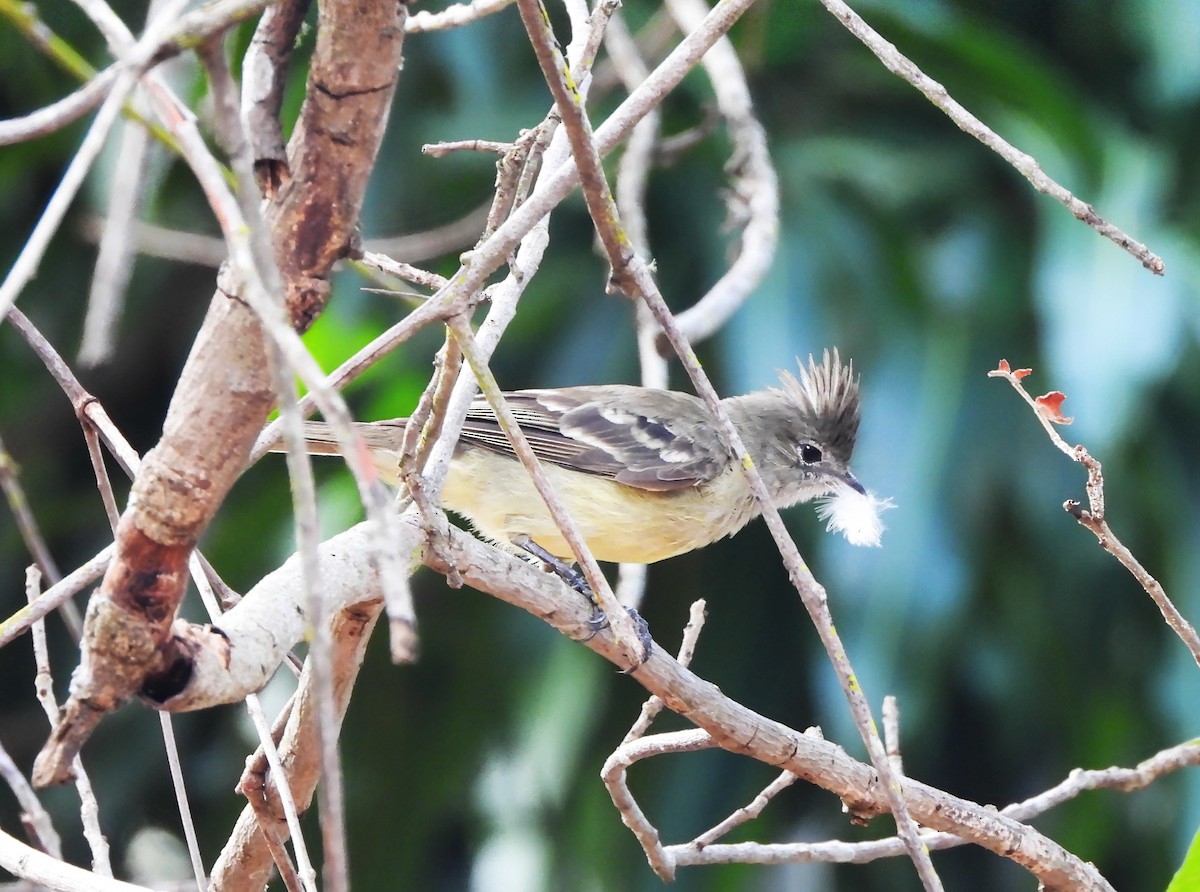 Желтобрюхая эления - ML647801207