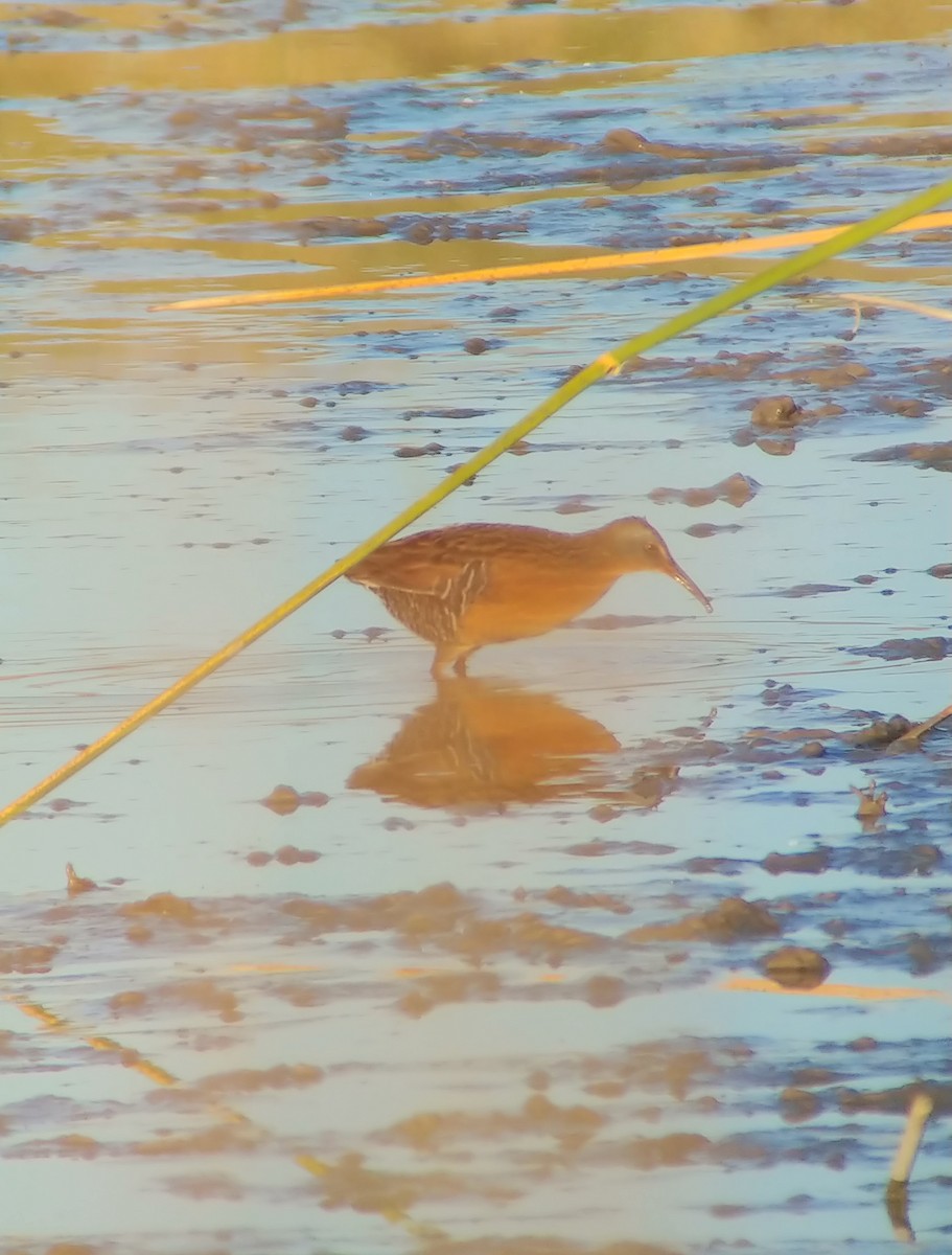 chřástal virginský - ML647801228