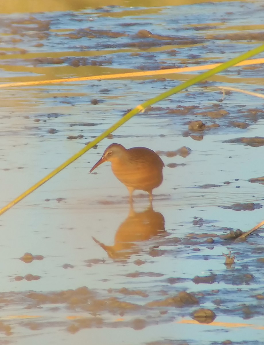 chřástal virginský - ML647801254