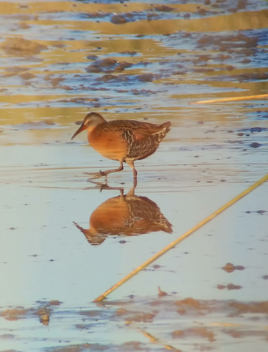 chřástal virginský - ML647801255