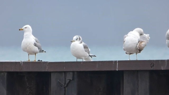 krykkje - ML647801263