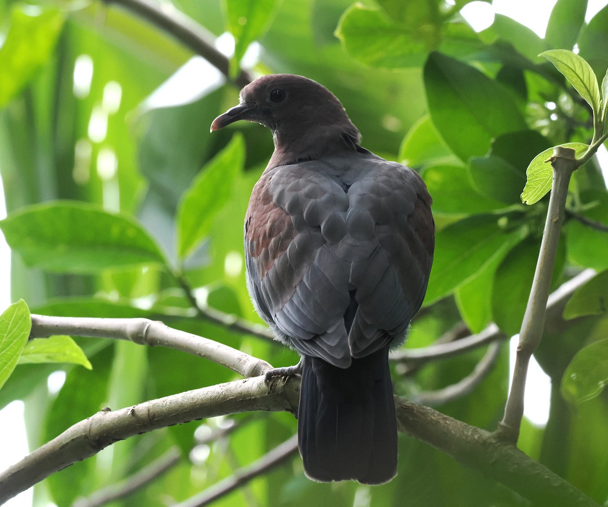 Red-billed Pigeon - ML647801264