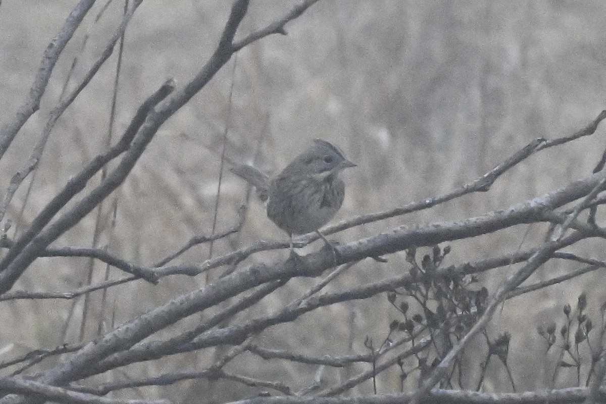 strnadec pruhohlavý - ML647801272