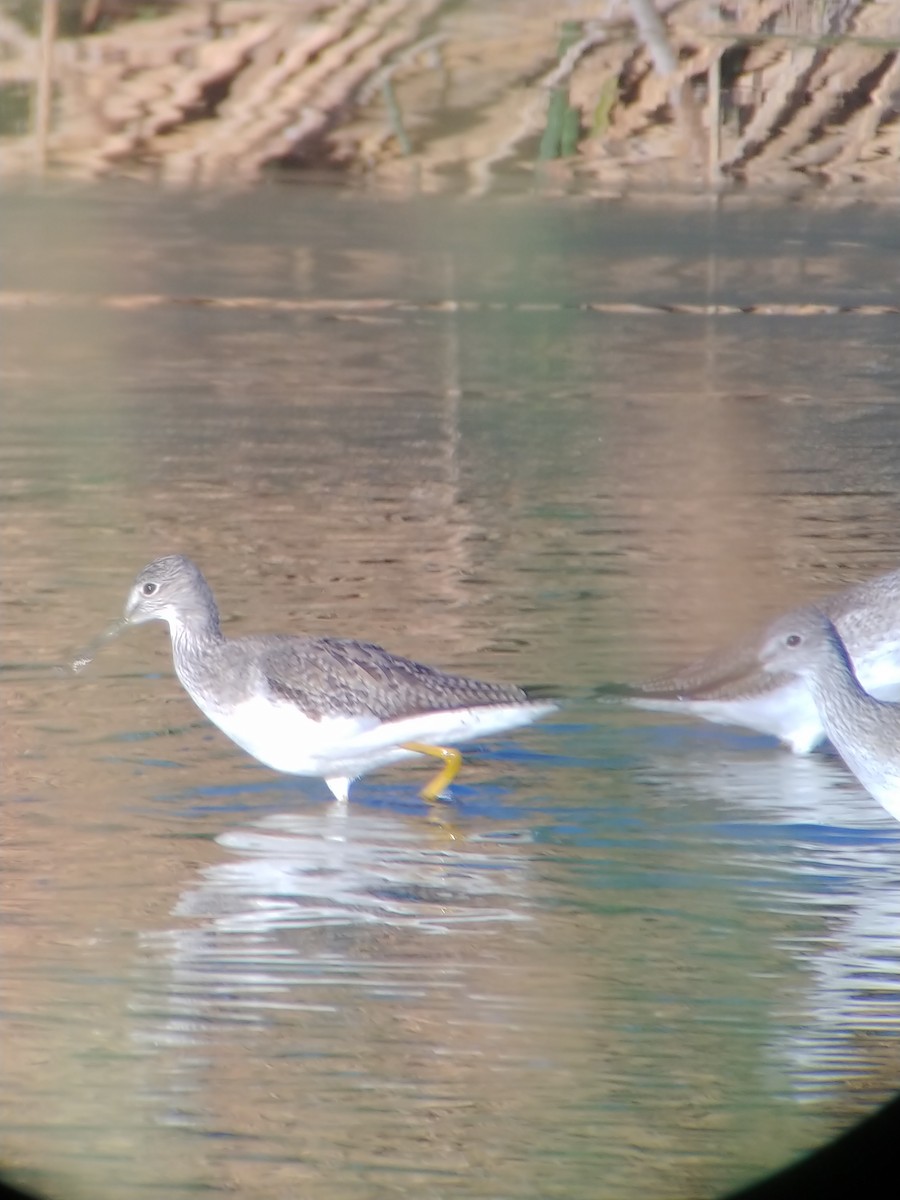 Greater Yellowlegs - ML647801293