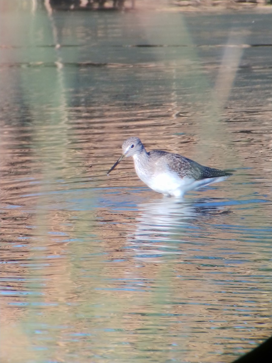 Greater Yellowlegs - ML647801294