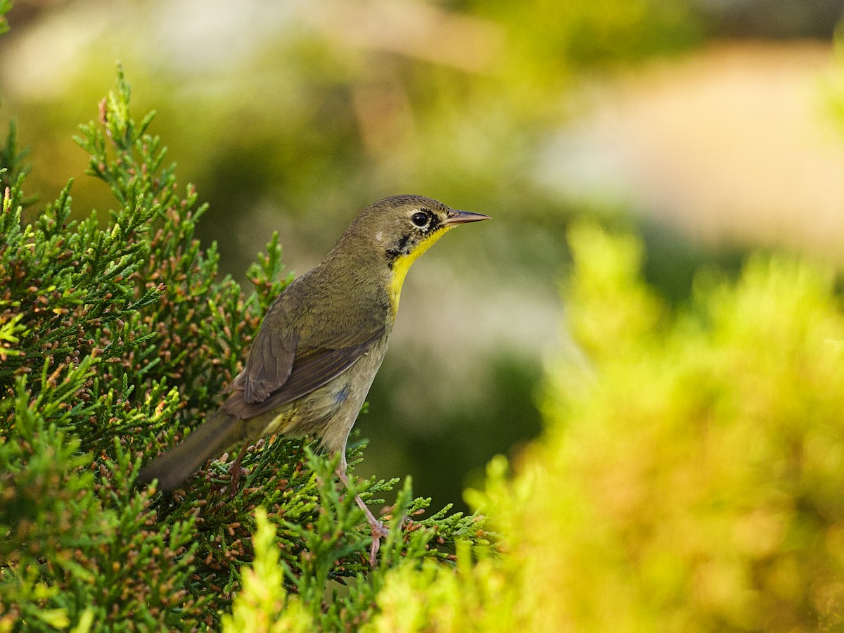 Common Yellowthroat - ML647801297