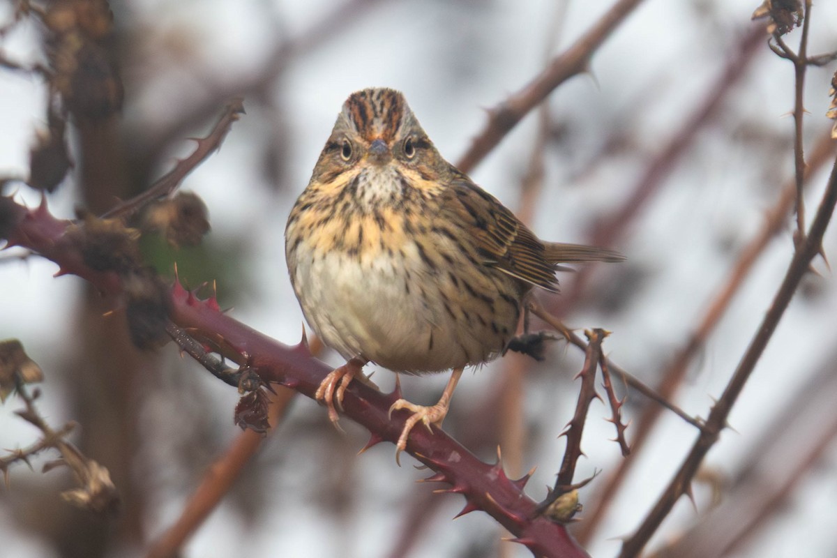 strnadec pruhohlavý - ML647801315