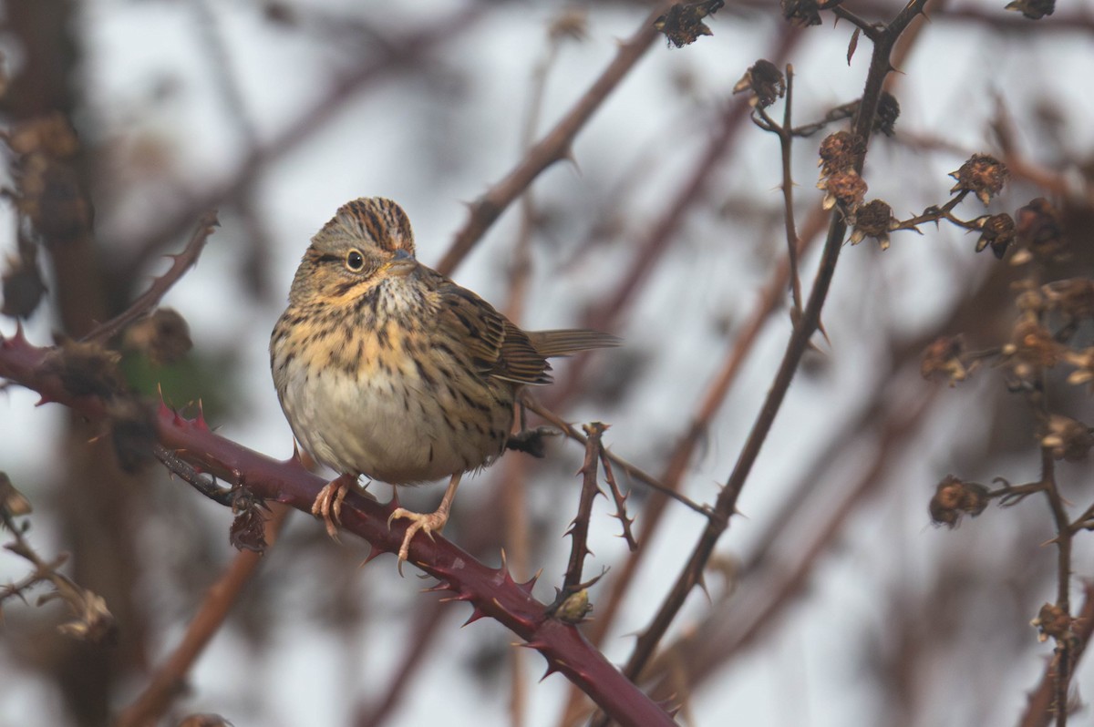 strnadec pruhohlavý - ML647801316