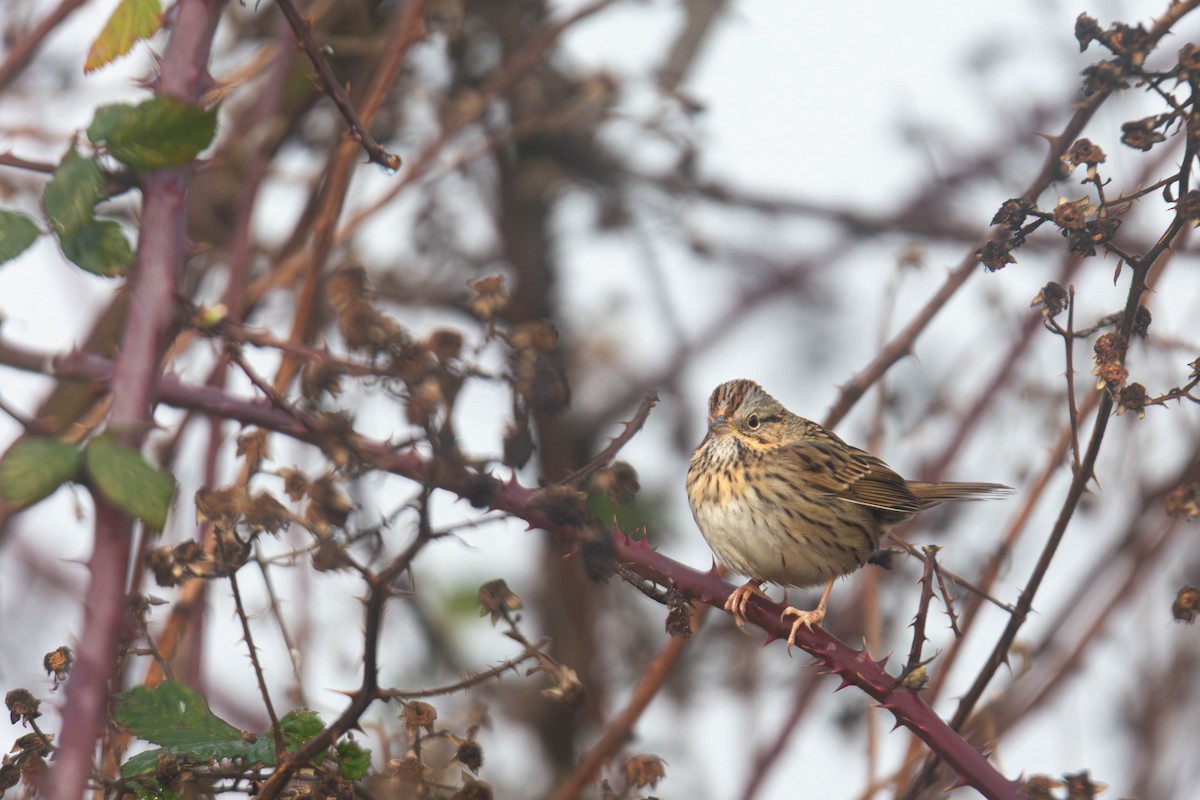 strnadec pruhohlavý - ML647801317