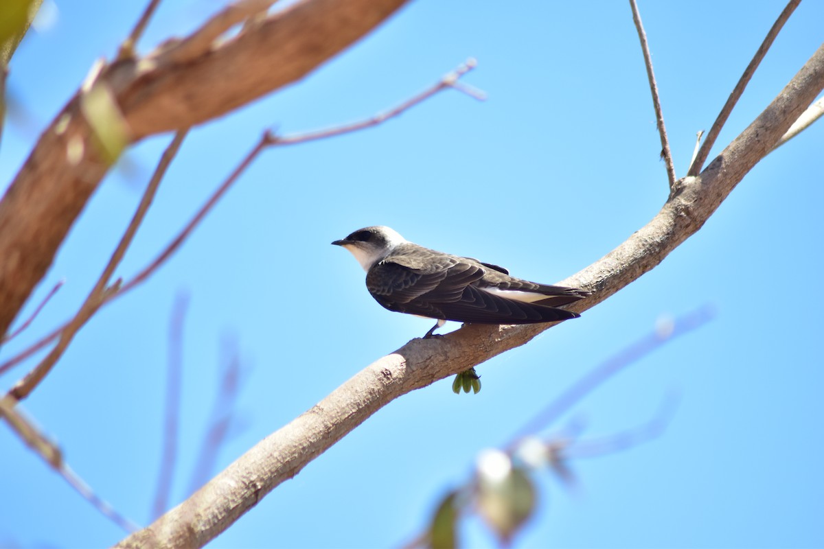 Brown-chested Martin - ML647801356