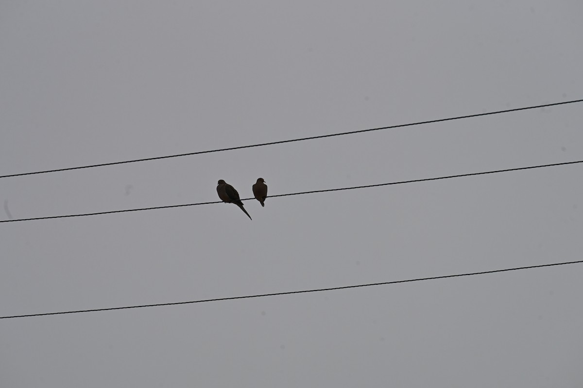 Zenaida Huilota - ML647801361