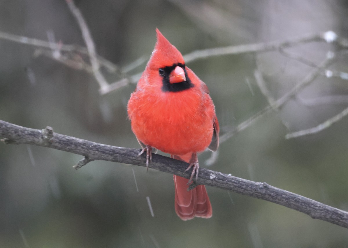 Кардинал червоний - ML647801404