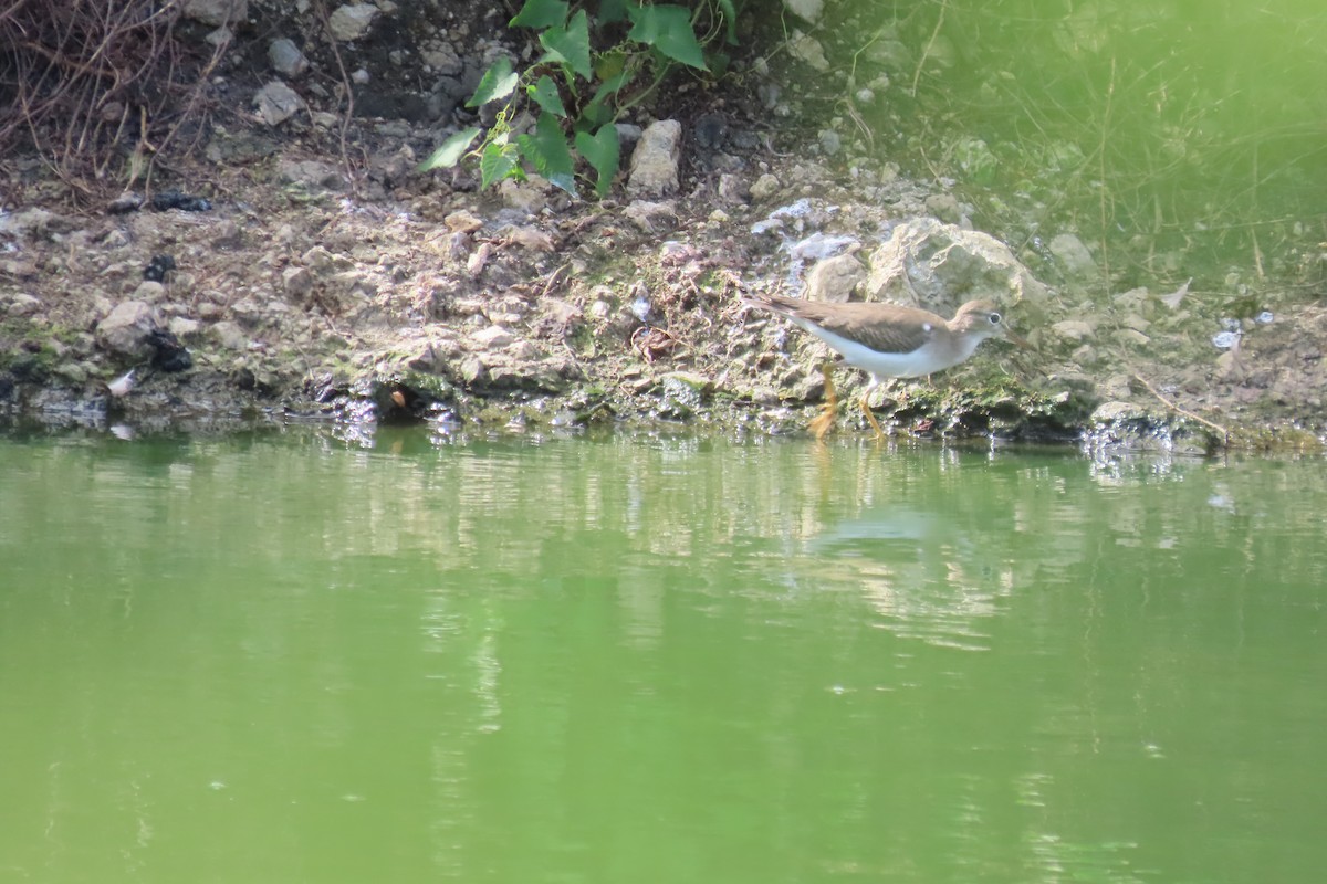 アメリカイソシギ - ML647801405