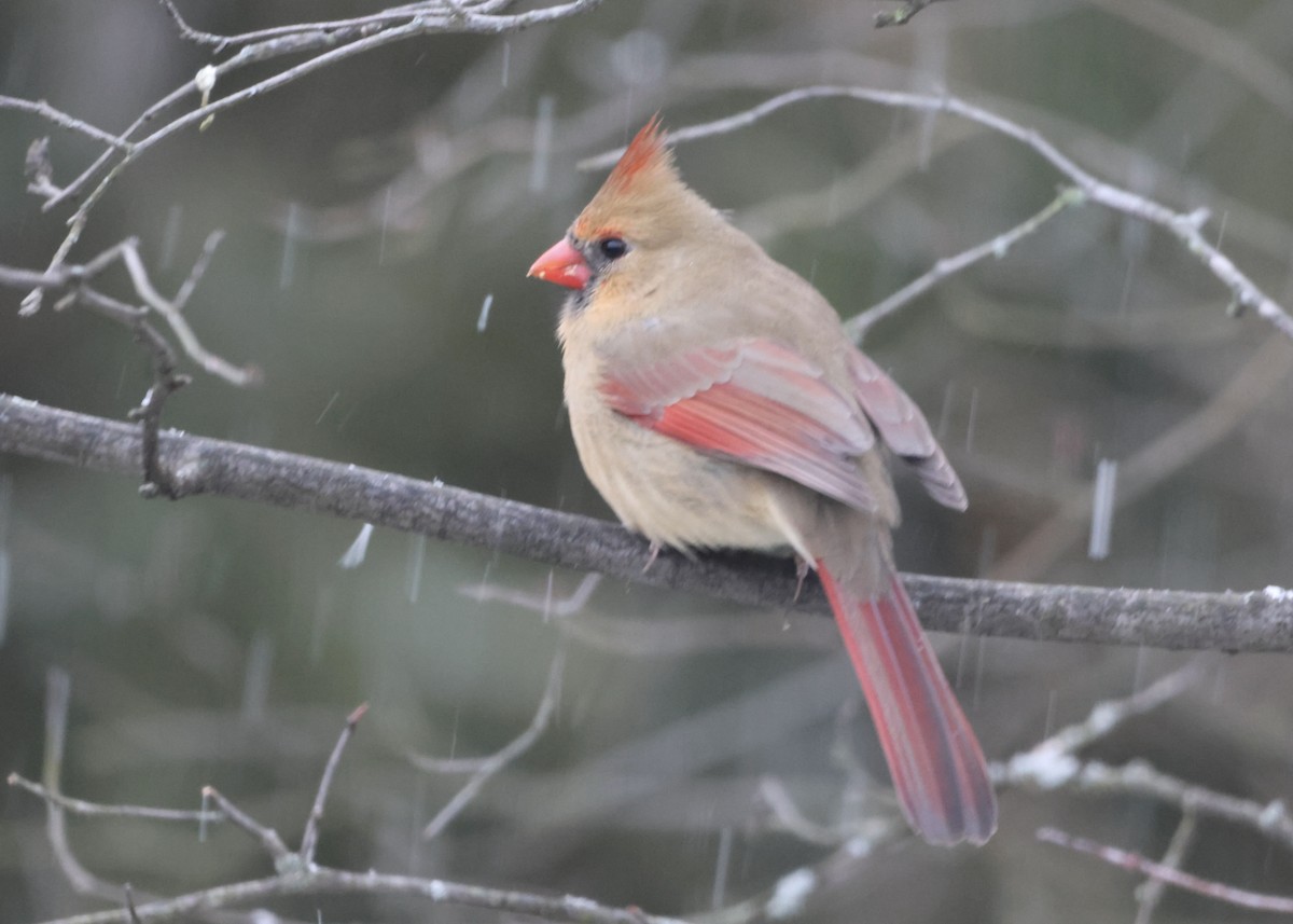 Кардинал червоний - ML647801420