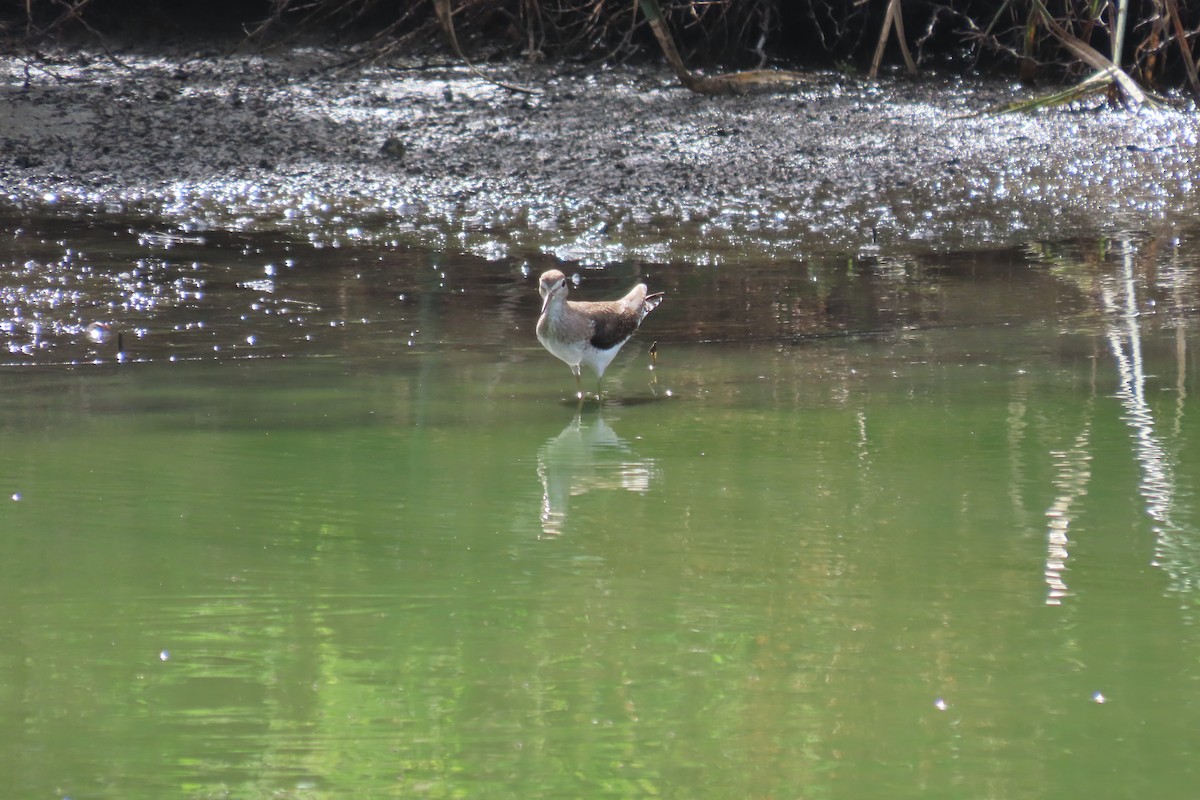Solitary Sandpiper - ML647801444