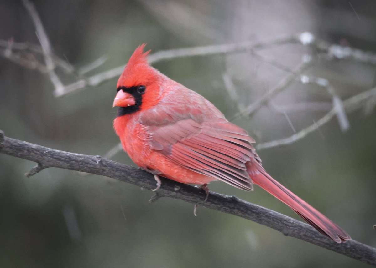 Кардинал червоний - ML647801454